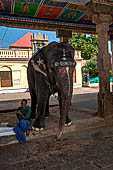 The temple elephant of Kumbheshvara temple of Kumbakonam, Tamil Nadu.  